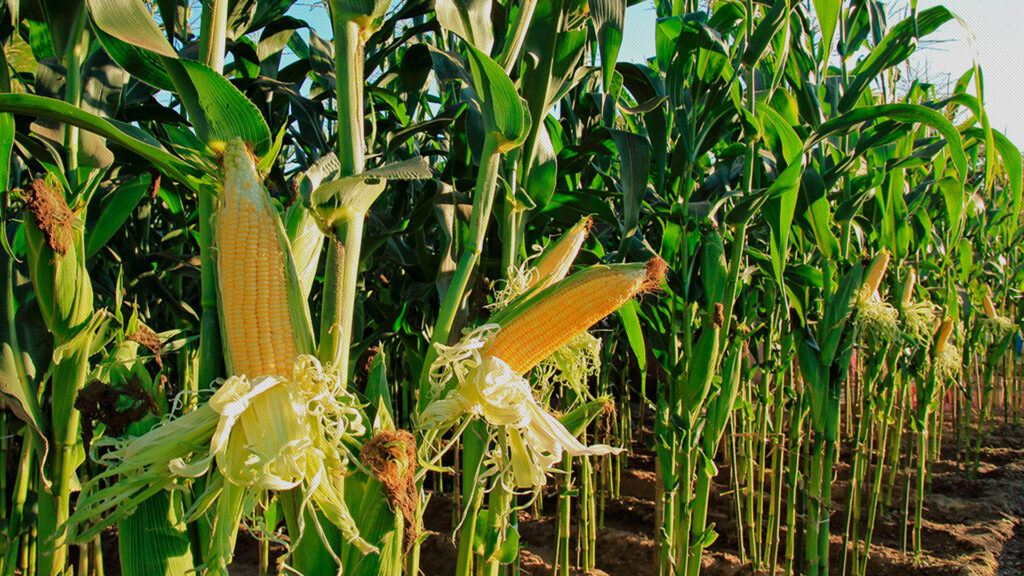 Agronegócio segue sem resposta: safra de milho tem previsão reduzida