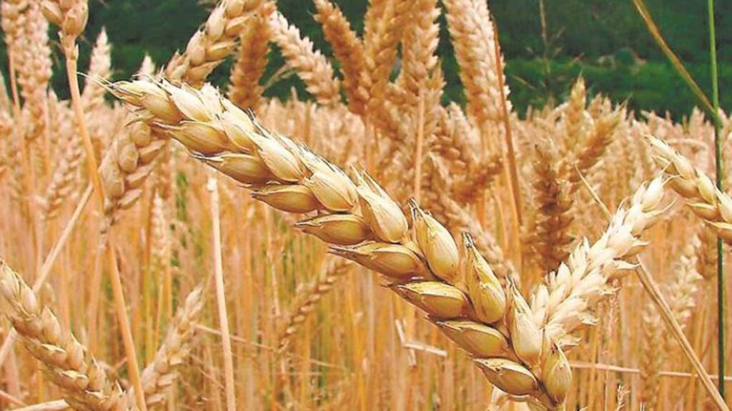 Argentina aumenta produção de trigo de olho nas enchentes no sul do Brasil – por Fabián Quintá
