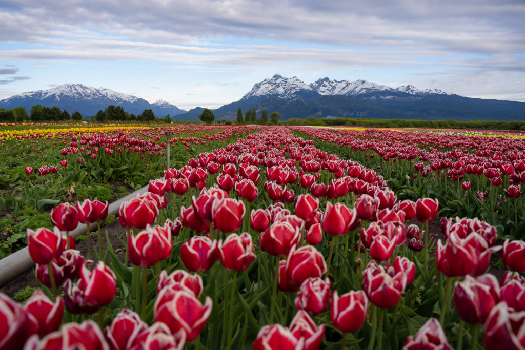 O campo de  2,3 milhões de tulipas na Patagônia: onde visitá-lo